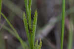 Narrowleaf vervain